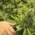 How to Avoid Over-Trimming Your Cannabis Buds and Maximize Your Yield