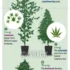 Factors That Affect Disease Resistance in Cannabis Plants