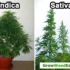 What Happens When You Mix Indica and Sativa Strains?