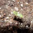How to Germinate Cannabis Seeds Using the Soil Method
