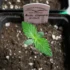 Optimizing Cannabis Germination: Measuring Light and Humidity Levels