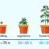 Maximizing Cannabis Seed Germination Success through Optimal Light Cycles