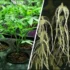 Preventing Transplant Shock in Cannabis Seedlings