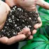 The Best Soil Types and pH Levels for Growing Cannabis