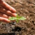 Organic vs Inorganic Soil Amendments for Cannabis