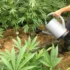 The Benefits of Compost Tea for Cannabis Plants