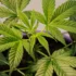 How to Diagnose and Treat Nutrient Deficiencies in your Cannabis Plants