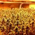 Best 100 Watt LED Grow Light for Growing Cannabis