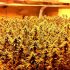 Best 1000 Watt LED Grow Light for Growing Cannabis: In-Depth Review