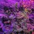 Best Drip Irrigation System for Cannabis – Guide & Reviews