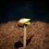7 Steps Weed Grow Guide Easily Grow Quality Cannabis