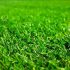 Regenerating the lawn: when and how to do it?