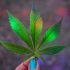 What is Cannabis Trim?