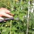 How to Grow Tomatoes – Tips, Techniques and Tying