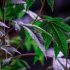 Cannabis Leaf Septoria: The Right Way To Go About It