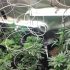 How to Set up a Grow Room on Your Own