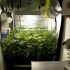 Best 5×5 Grow Tent for Cannabis – an Expert’s Overview