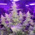How to Grow Marijuana Indoors For Under $100