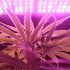 400W LED Grow Light: Best Deals & Tips for Buying