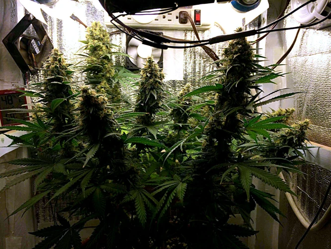 Tips For Successful Lst