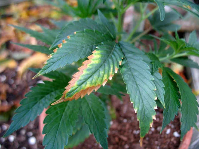 Tips To Address Potassium Deficiencies In Cannabis