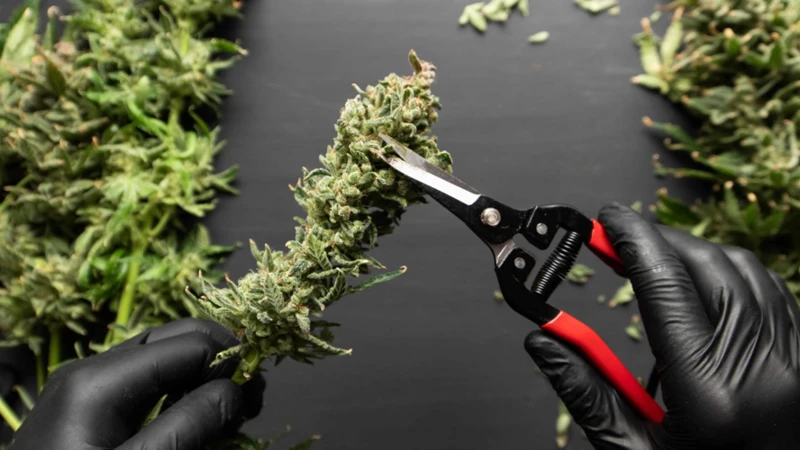 Tools Needed To Trim Your Cannabis Plants