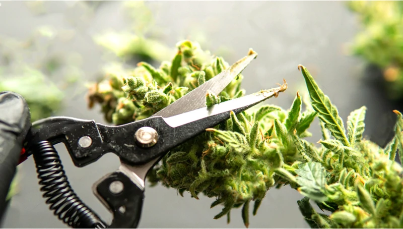Tools You Need For Trimming