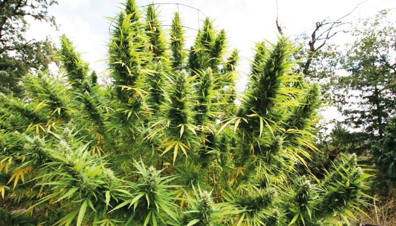 Top 10 Outdoor Cannabis Strains For Large Yields