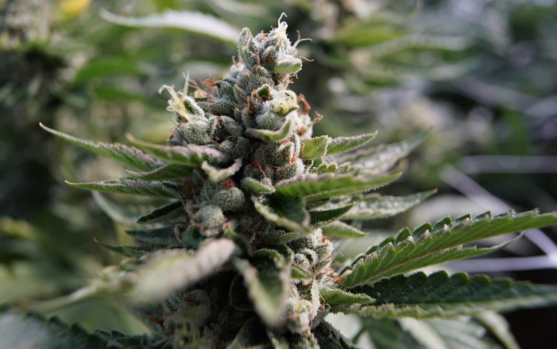 Top 5 Fast-Growing Strains
