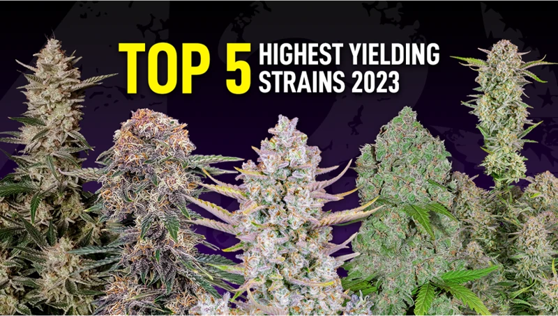 Top 5 High-Yielding Strains For Beginner Growers