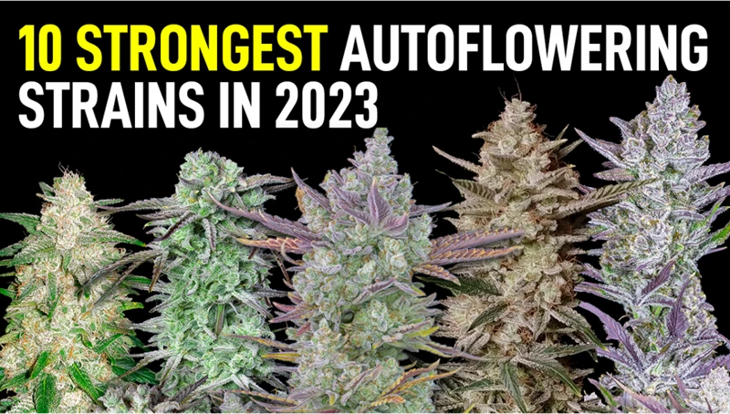 Top Auto-Flowering Strains For Your Grow