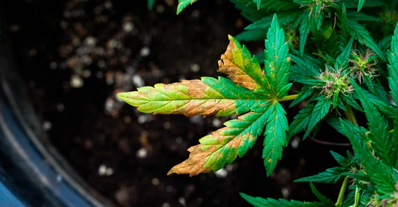 Treating Cannabis Plant Diseases