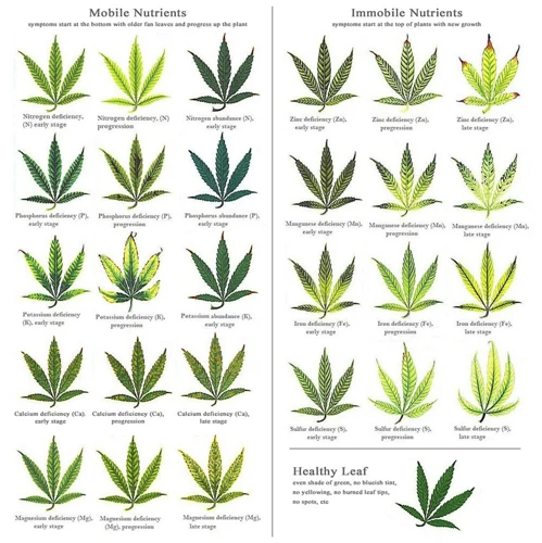 Treating Zinc Deficiency In Cannabis Plants