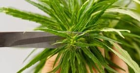 trimming marijuana leaf from cannabis