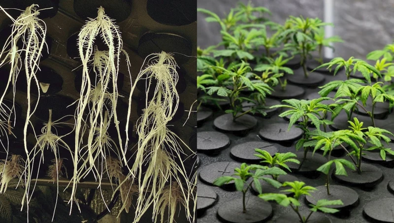 Troubleshooting Aeroponic System Problems In Cannabis Growing