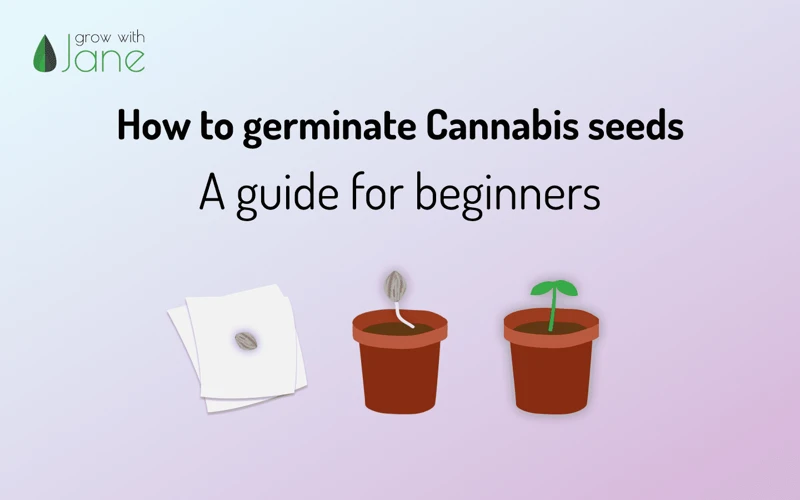 Types Of Artificial Light Sources For Cannabis Germination