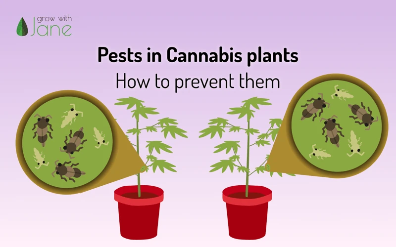 Types Of Cannabis Pests