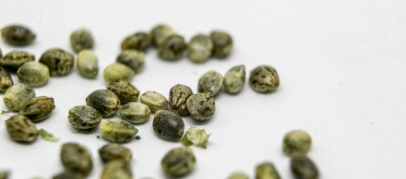 Types Of Cannabis Seeds