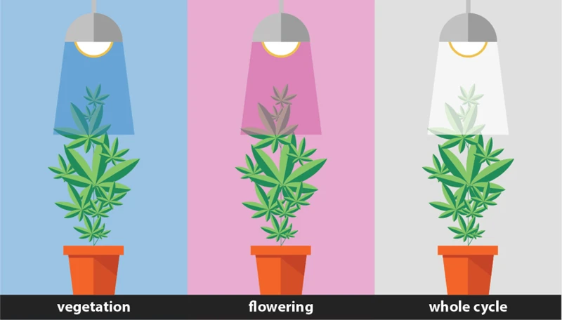 Types Of Lights To Use With Cannabis Plants