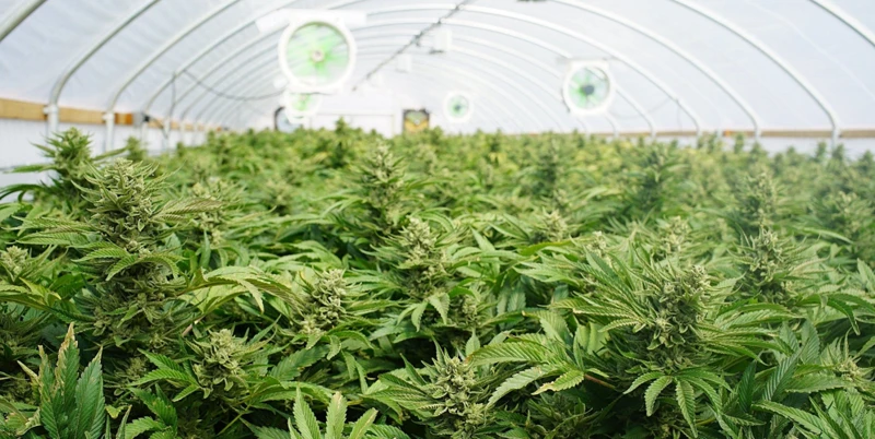 Types Of Machines For Harvesting Cannabis Plants