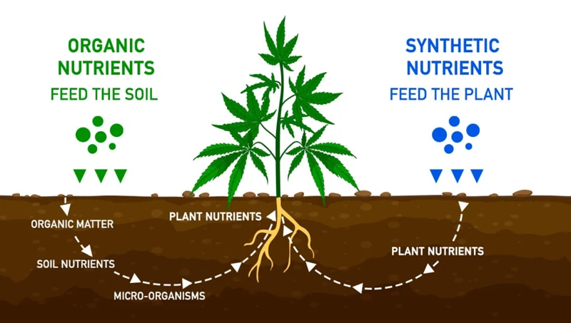 Types Of Organic Nutrients For Cannabis