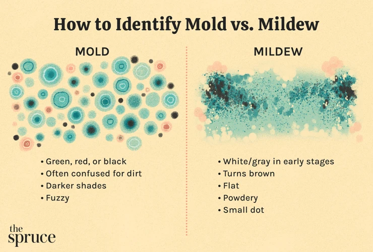 Understanding Mold And Mildew