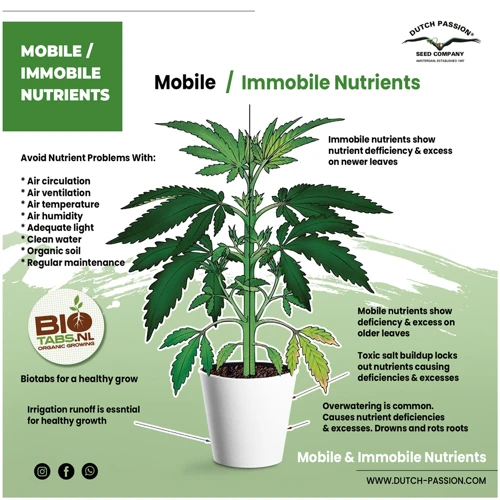Understanding Nutrient Deficiencies In Cannabis Plants