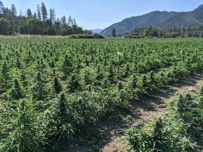 Understanding Outdoor Cannabis Growing