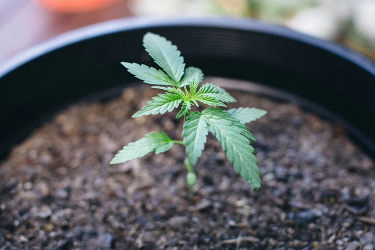 Understanding Soil For Cannabis Growth
