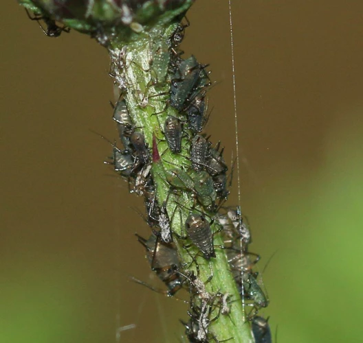 Using Traps To Control Aphids