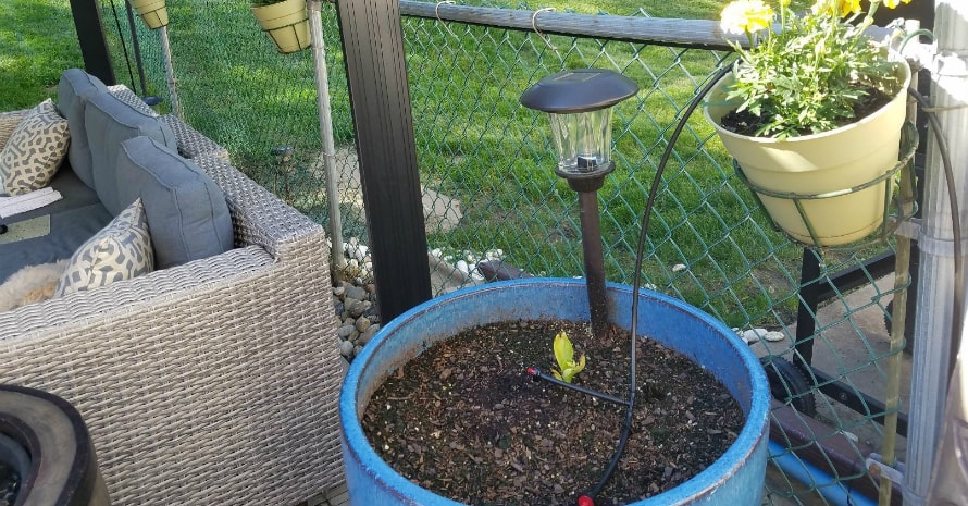 watering in a vase