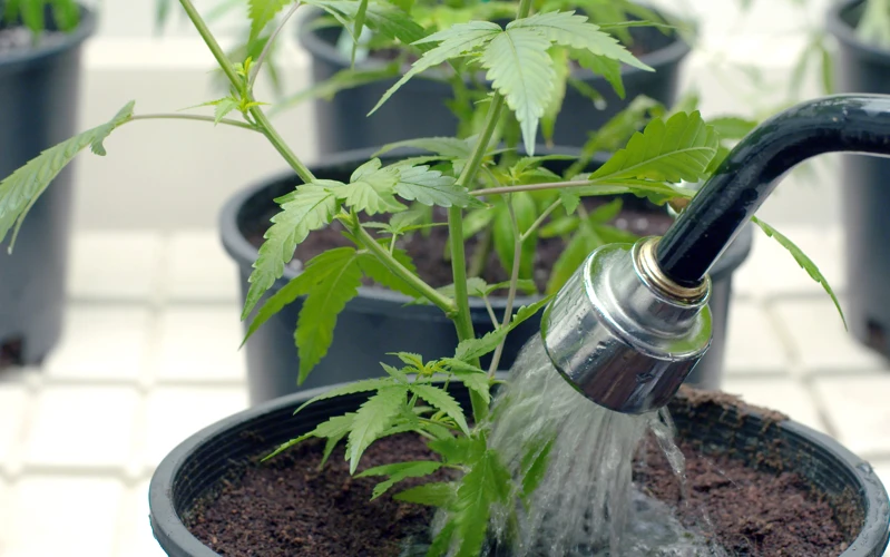 Watering Outdoor Cannabis Plants