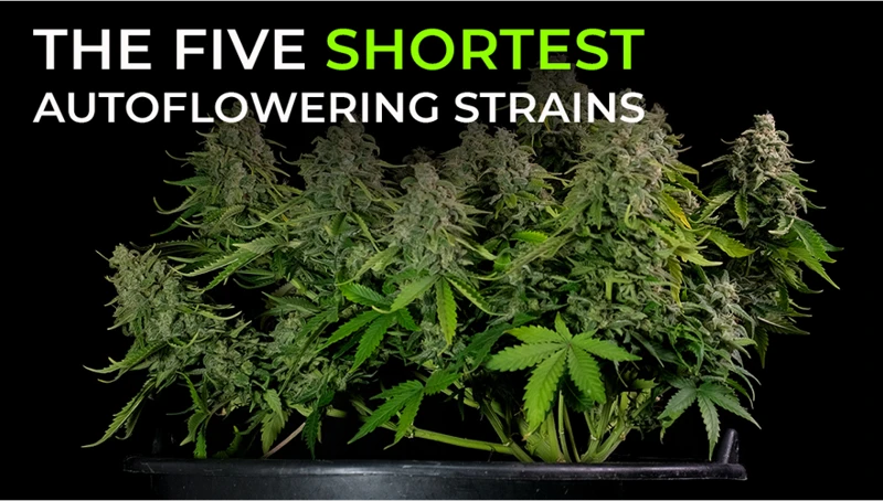 What Are Auto-Flowering Strains 