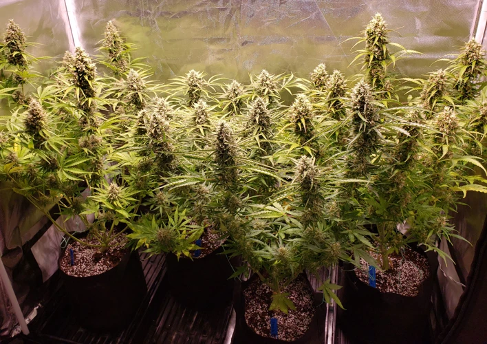 What Are Auto-Flowering Strains And Why Choose Them For High-Yields?